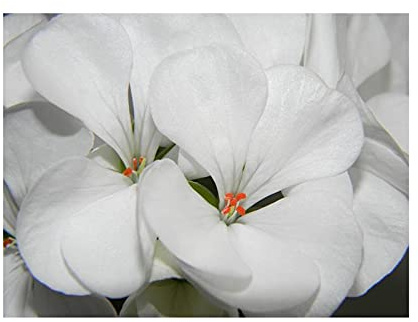 Stk - 5x Pelargonium alchemilloides Geranie Garten Pflanzen - Samen B56 - Seeds & Plants Shop by Ipsa