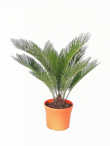 Cycas Revoluta Natural Palmera Resistente y de Poco Riego