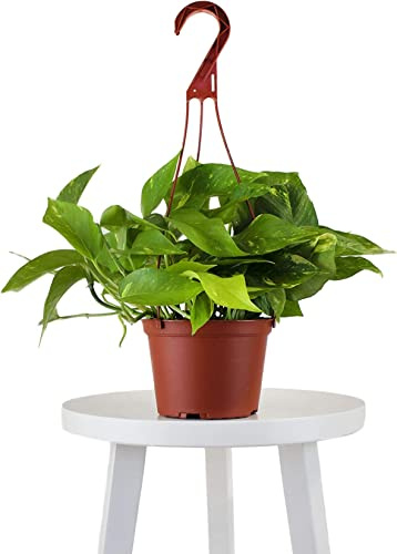 DECOALIVE | Pothos con Colgador | Colección Plantas Poca Luz | Epipremnum Aureum | Planta de Interior Natural