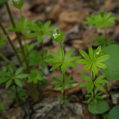 waldmeister, winterharte kübelpflanzen seltene balkonpflanzen wildkräuter kräutersamen geschenke für gärtner exotische nachhaltige 300samen