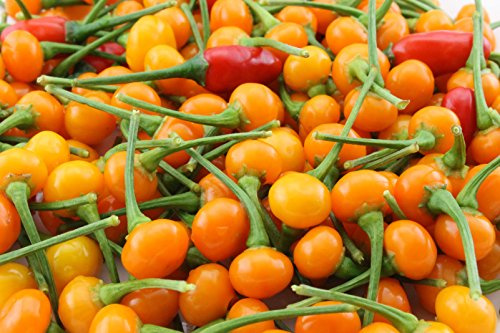 Aji Charapita,Hot Pepper, 25 Seeds, Little Yellow fire Balls!”