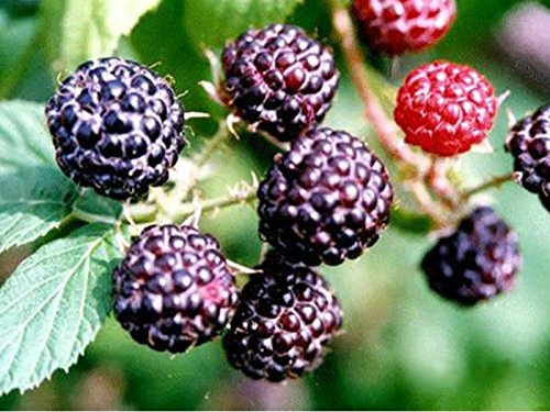 Plante de framboise noire Unifère partition moyenne 1 plante