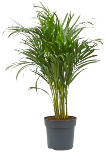 Verdecora Dypsis Areca Lutescens | Palmera Tropical | Palmera Amarilla | Palma de Frutos de Oro | Palmera bambú | Reina de Las Palmas | Planta Natural de Interior o Exterior en Maceta de Ø20cm