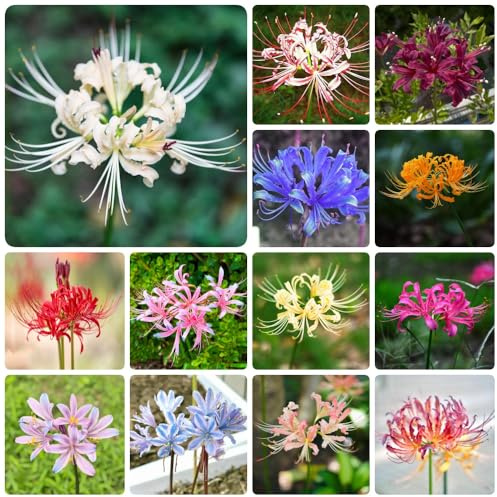 Bulbi di giglio ragno, bulbi di giglio sangue da giardino resistenti per giardini rocciosi raro resistenti in vaso da esterno Perenni vecchie varietà decorazioni 5pcs