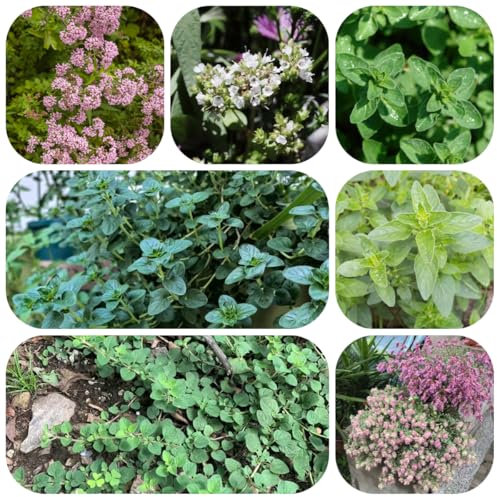 semillas de orégano - jardín interior maceta semillas de hortalizas flores jardín hortalizas plantas herbáceas plantas flores planta decorativa hierbas jardín hierbas orgánicas 900pcs