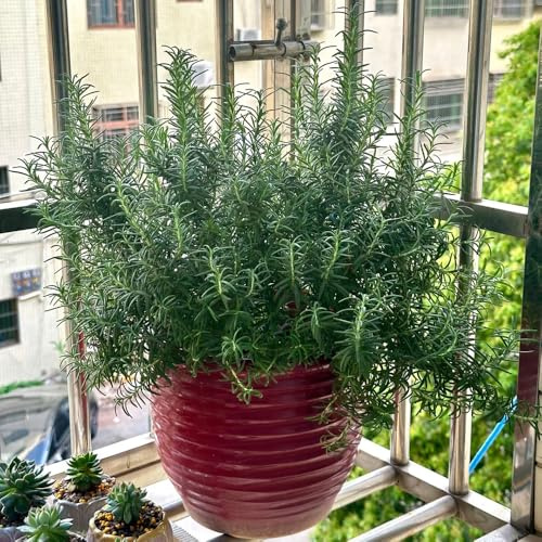 semillas de romero orgánicas, jardín, interior purificadoras aire resistentes, balcón, perennes, 600pcs