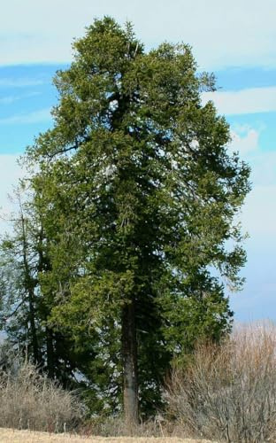 25 Samen: Riesen Pindrow-Tanne (Abies pindrow) – Exotischer Blickfang