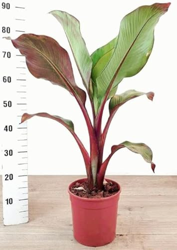 POWERS TO FLOWERS - BANANO MAURELII, PIANTA DEL BANANO A FOGLIA ROSSA, VASO 20CM, pianta vera