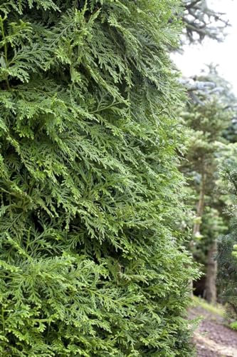 Hiba-Lebensbaum Thujopsis dolabrata 80-100 cm, immergrün, winterhart