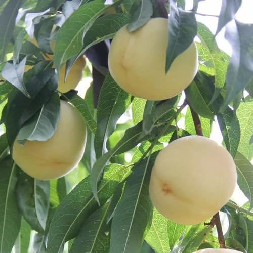 Compra un pesco da spalliera semi di pesca rari da colonnari per gli amanti del giardino Semi di balcone resistenti siepi, 6semi