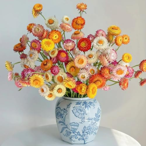 Semillas de Flor de Paja - Helichrysum Bracteatum - Semillas de flores cortadas: muy aptas para abejas e insectos. flores semillas alféizar decoración Plantas de bonsái 200pcs