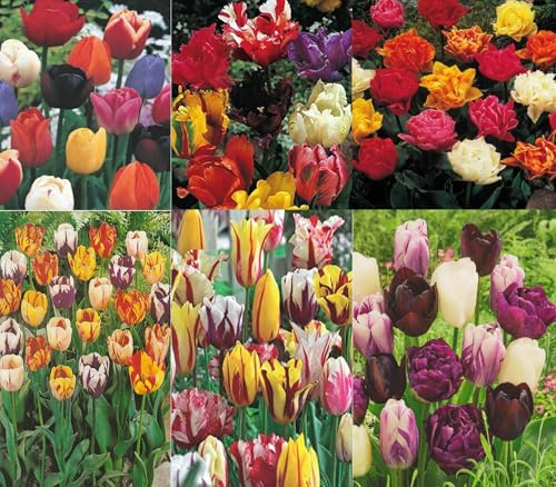 50 Premium Tulpenzwiebeln gemischt aus verschiedener Arten und Sorten Blumenhandel Ullrich