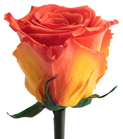 ROSEMARIE SCHULZ Heidelberg Infinity Rose Orange - ewig blühende Rose mit Rosenduft für besondere Anlässe und als besonderes Geschenk – Rosen mit Duft in Blumenbox (Orange)