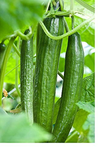 PREMIER SEEDS DIRECT - Cucumber Carmen F1 (Greenhouse) - 5 Seeds - All Female