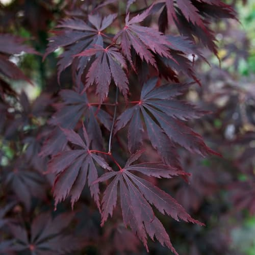 Japanischer Ahorn 'Black Lace'PBR, palmatum, intensiv rotlaubig, 19 cm Topf