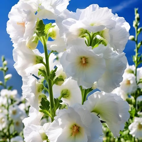 stockrosensamen winterhart mehrjährig - bodendecker gartenblumen hochbeete für garten 300pcs