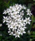 250 graines de légumes ail ciboulette Allium tuberosum
