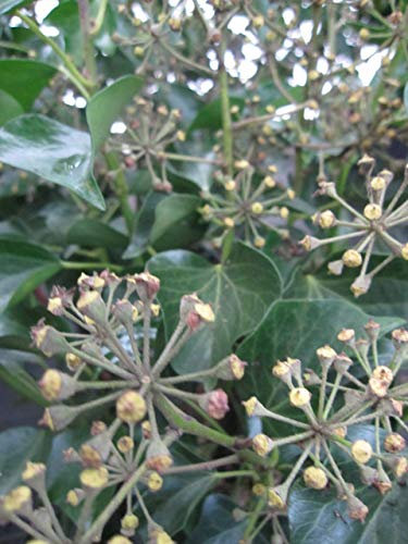 Baumschule Pflanzenvielfalt Hedera Helix Arborescens - Strauch-Efeu Arborescens