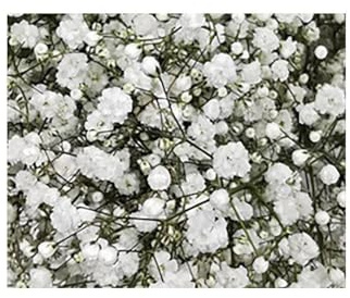 JARDIN202 - Paniculata | Flor Natural | Ramo de 25 tallos | Blanco | 80cm de alto