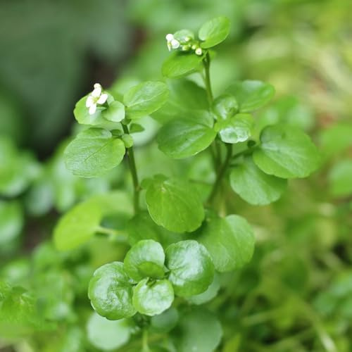 crescione comprare semi biologici vecchie varietà, orto di crescione biologici copertura del terreno, giardino 350pcs