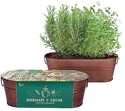 BUZZY Seeds Indoor Herb Garden Kit | Grow Rosemary and Thyme with Non-GMO Seeds | DIY Windowsill Planter Starter Set for Kitchen Countertop, Indoor Gardening, Holiday Gift, Home Decor