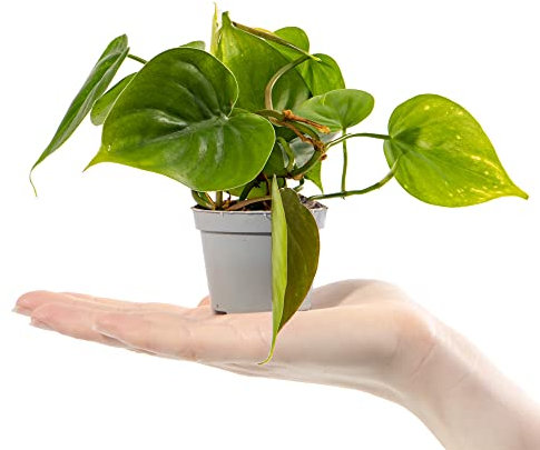 Baby Heart Leaf Philodendron - Philodendron Scandens Small Potted Houseplant Gift for Indoor Home Office Kitchen Living Room