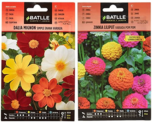 Dalia Mignon simple enana vda. & Zinnia LILIPUT variada (Pom Pom)