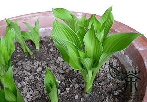 Graines de Hosta plantaginea largement cultivées Plante Hostas Graines de plantain à fleurs parfumées Paquet de 100 graines