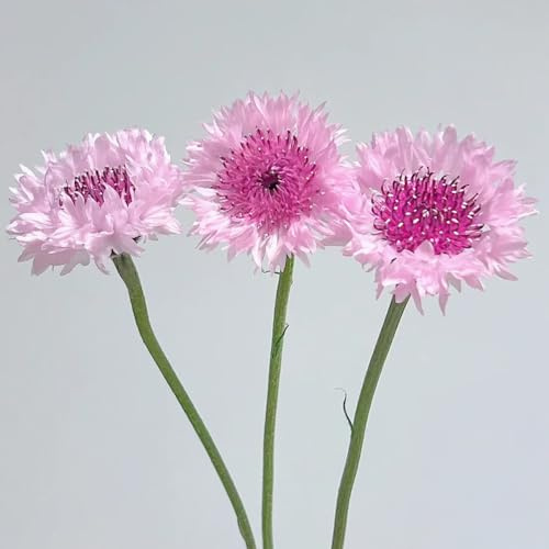 Semillas de aciano perenne resistente, regalos sostenibles centaurea cianus, semillas de balcón semillas de cobertura del suelo 100pcs