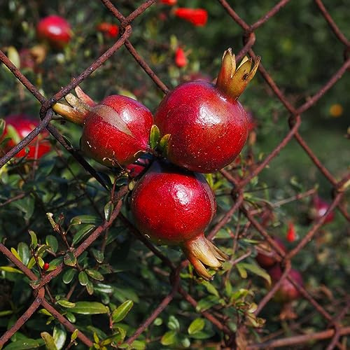 granatapfelbaum obstsamen hochbeett büropflanzen biosaatgut zimmerbonsai bonsai topfpflanzen draußen winterhart obstbäume kaufen exotische zwergobstbäume pflanztopf hochbeet balkon 300samen