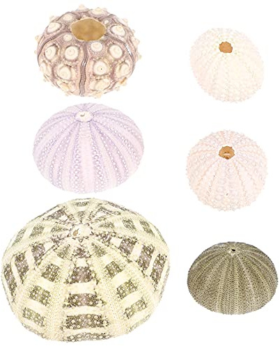Yardwe Aquariumdekoration 6Er Set Seeigel Ornamente Wassersichere Deko Für Aquarium Und Schreibtisch Mit Versteckmöglichkeiten Und Korallenstil