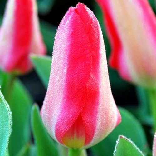 Niedrige Kleinwüchsige Tulpen Tulpenzwiebeln Onion Farbe Sorte zur Auswahl Knollen winterhart mehrjährig Tulpe (Kaufmanna-Spring Pearl- 5 Stk.)