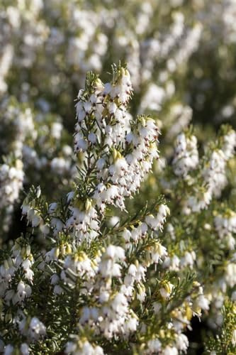 Erica x darleyensis 'White Spring Surprise' 15–20 cm – Winterhart, Immergrün, Pflegeleicht – Winterheide – Bodendecker für Beet & Kübel