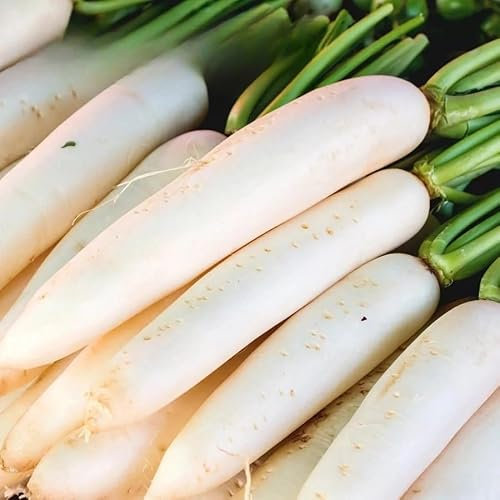 Radish Astor - 500 Seeds + Freebie + Plant Tag - Raphanus sativus