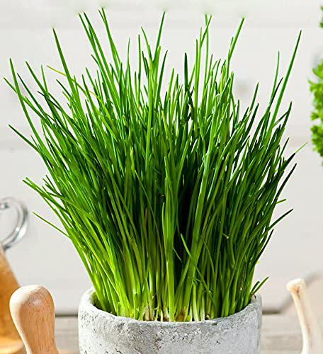 Buy4seeds HERB Chives 150 Finest Seeds Easy to Grow Garden Yard Patio