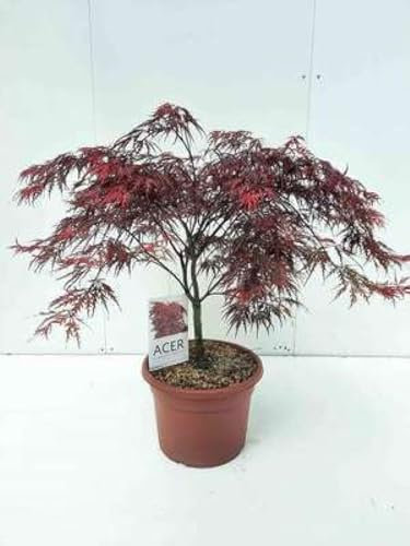 Acer palm. 'Garnet' ('dissect. garnet') - Erable Du Japon,Érable Palmé 'Garnet' 60-80 cm en pot