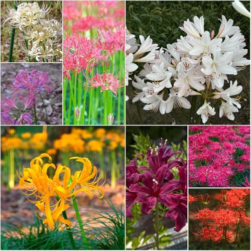 spinnenlilie - mix stauden winterhart mehrjährig frühlingsblumen frühlingsblüher dekopflanzen kräutergarten blumenzwiebel 6zwiebeln