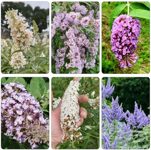 schmetterlingsflieder wildblumensamen mehrjährig winterhart balkonpflanzen frühling schnittblumen sommerblumen herbstblumen winterhart sommerflieder schmetterlingsflieder exotische 225samen