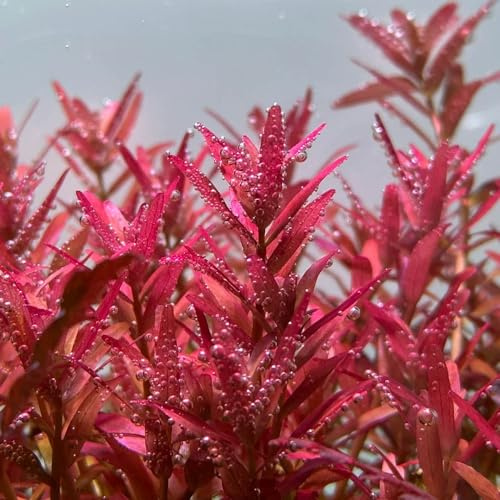 wassersamen aquarium gartenpflanzen bodendecker mehrjährig zimmer 600pcs