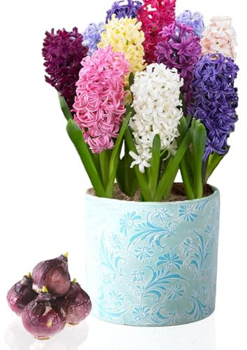 Collezione di giacinti profumati (15 bulbi), 5 varietà, 3 di ogni colore, perenne, bulbi di fiori resistenti al freddo, miscela olandese per giardino, vaso, vetro (grandi di giacinto, non semi)