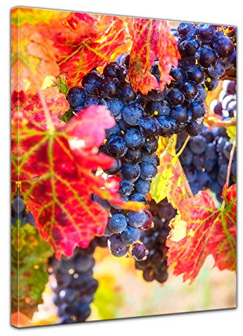 Bilderdepot24 Wandbild - Weinrebe 50x60 cm einteilig Hochkant - Leinwandbild Bild auf Leinwand - Herbstbild blau Rebe