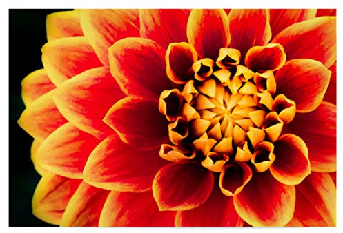 artboxONE Poster 90x60 cm Natur Dahlienkönigin hochwertiger Design Kunstdruck - Bild dahlie blüte dahlie
