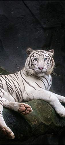 wandmotiv24 Türtapete Weißer Tiger sitzt in der Höhle 80 x 200cm (B x H) - Selbstklebende Strukturtapete Sticker für Türen, Türfolie, Aufkleber, M1027