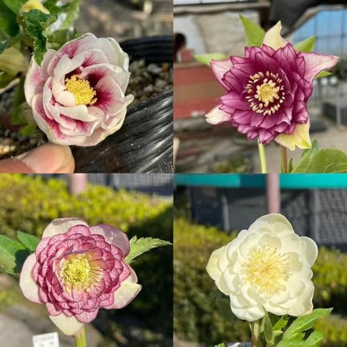 100samen christrose - frühlingsblumen christrosen winterhart, balkonblumen bonsai topfpflanzen balkon winterharte kübelpflanzen gartensamen pflanzensamen
