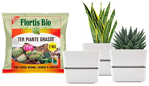 Kalapanta - Kit per rinvaso piante grasse e succulente con terriccio professionale biologico(3 Vasi 9cm, Bianco)