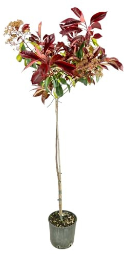 AMDGarden Pianta di Photinia Red Robin Alberello Foglia Rossa h 120cm Vaso 24 Sempreverde per Esterni Coltivata in Sicilia