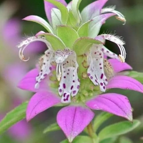 Purplish Lilac Lemon Bee Balm Mint- 400 Seeds + freebie + Plant tag (Monarda punctata)