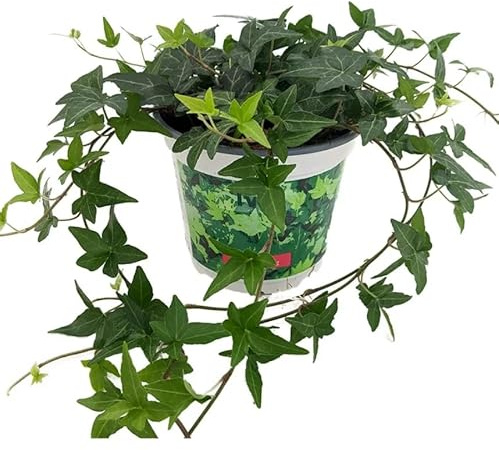 Hiedra Planta Natural Fácil de Cuidar y de Interior