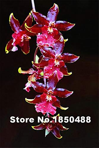 3 : 100 pezzi 22 colori rari orchidée cymbidium, semi di léopard cymbidium jardin orchidée terrasse semi di jardin fleur d'orchidée