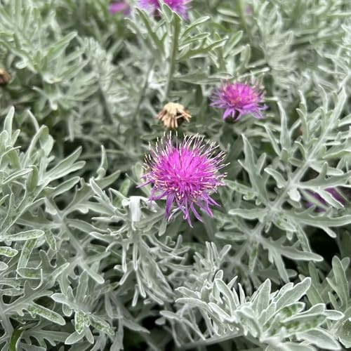 semillas de aciano, orgánicas, exóticas resistentes, jardín, perenne 400pcs
